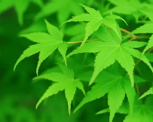 特罗布劳为代表的一些观察人士一直在说飞机......《上游思维》摘录